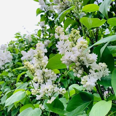 Velencei Vadregenyes Vendeghaz * 韦伦采