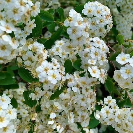 度假居 Velencei Vadregenyes Vendeghaz *