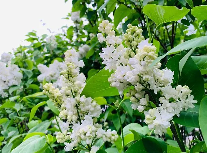 Velencei Vadregenyes Vendeghaz * ולנצה