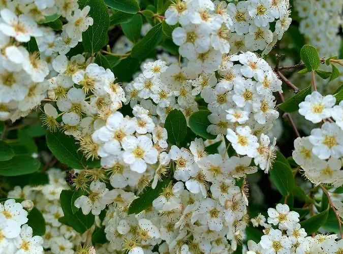 בית נופש Velencei Vadregenyes Vendeghaz *